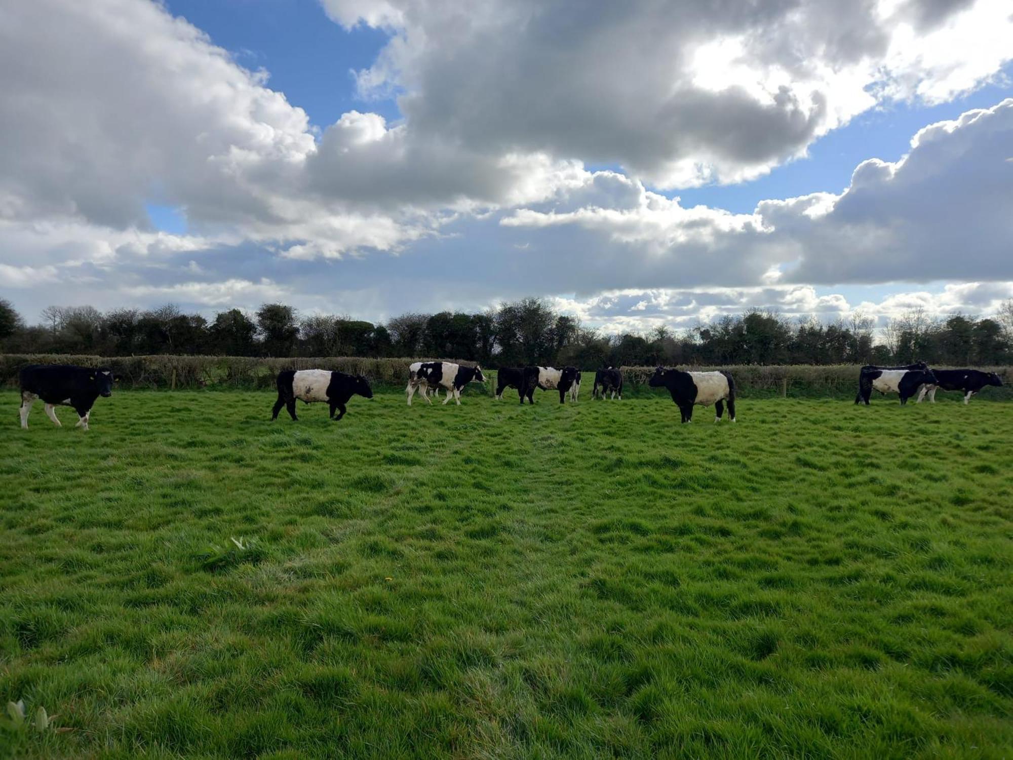 Kitty'S Cottage - Horse And Jockey, Cashel Thurles Eksteriør bilde