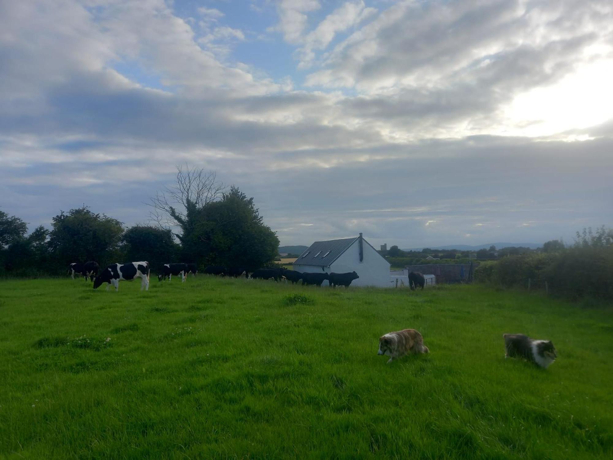 Kitty'S Cottage - Horse And Jockey, Cashel Thurles Eksteriør bilde