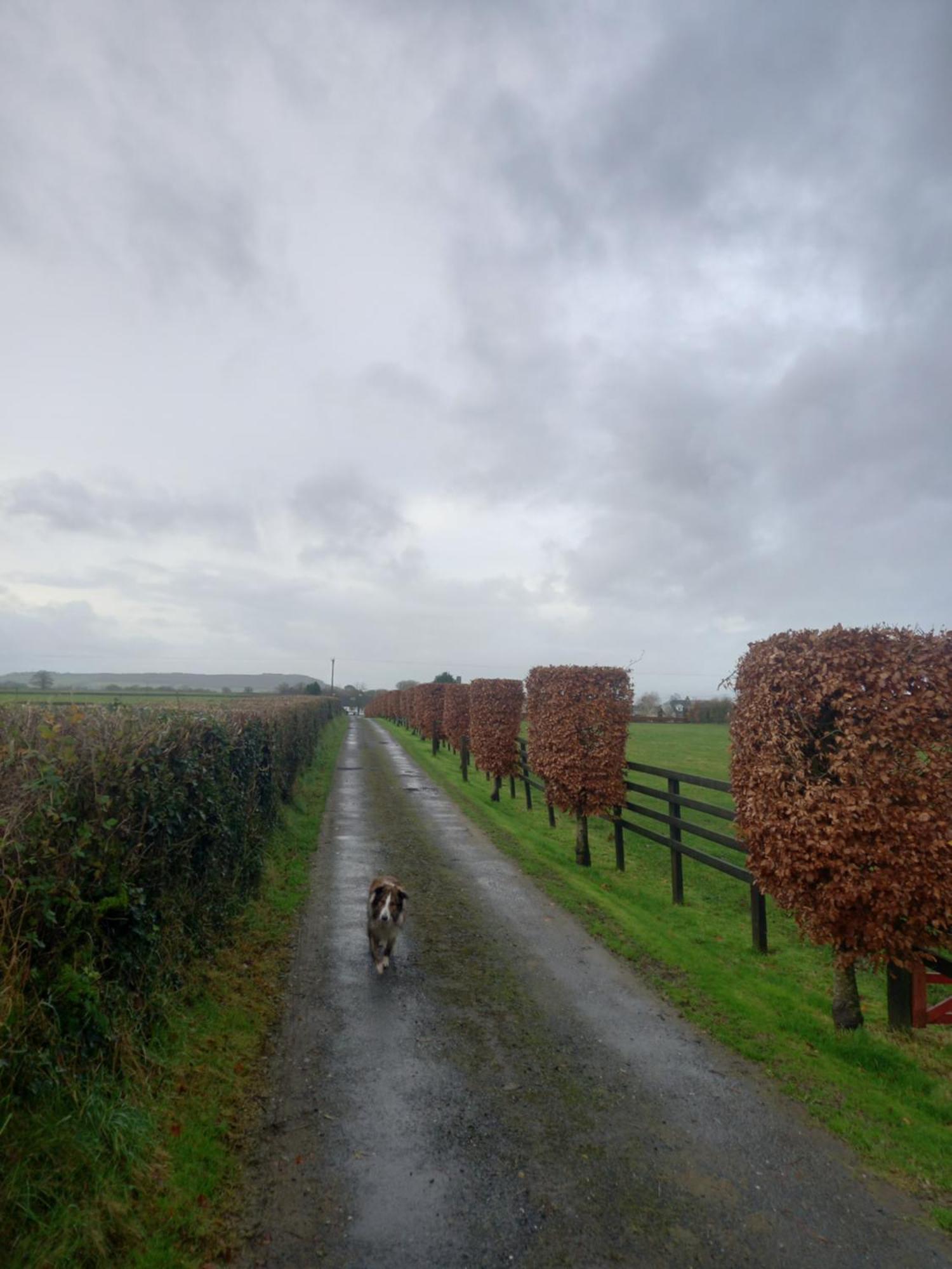 Kitty'S Cottage - Horse And Jockey, Cashel Thurles Eksteriør bilde